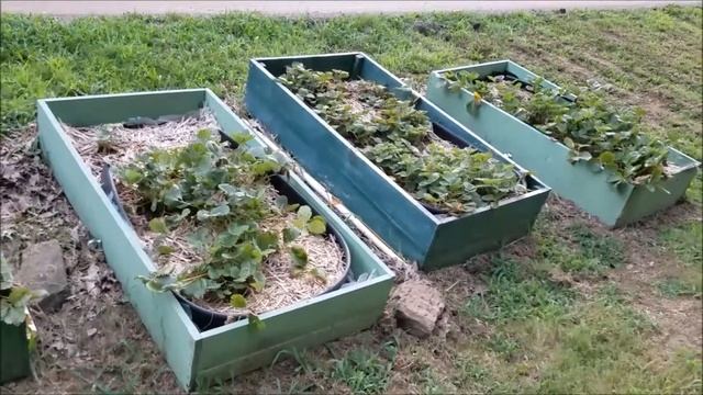 Garden Life Update July 2018 смотреть онлайн