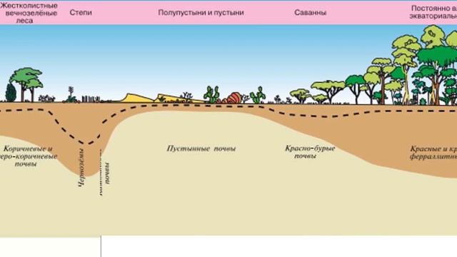География 7кл. §19 "Почвы" смотреть онлайн