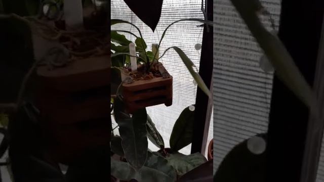 Greenhouse Tour Part 1