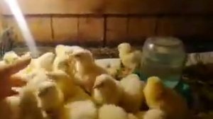 Какая должна быть температура в брудере?