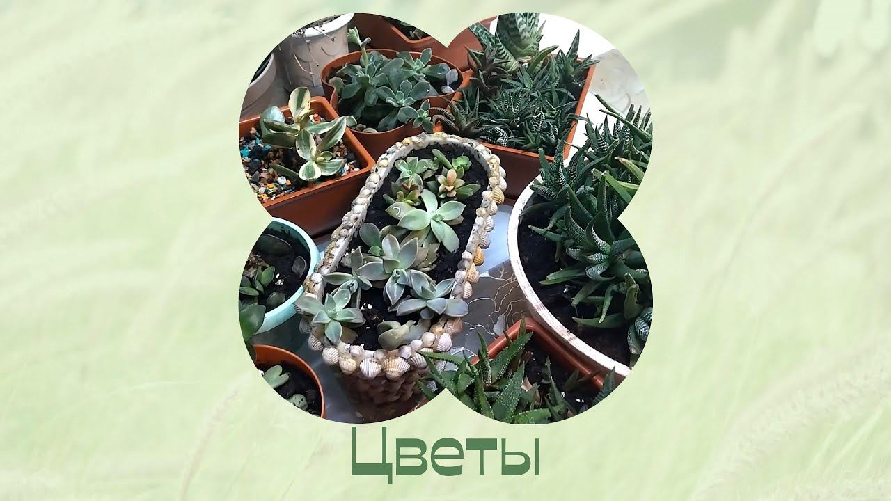 Комнатные растения дома. Привезла оставшиеся цветы с дачи. смотреть онлайн