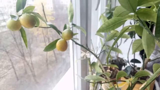 Кумкват созривание плодов (часть № 2) смотреть онлайн