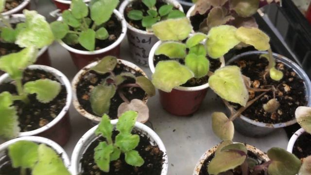 AFRICAN VIOLETS. FOR NEWBIES-review of abandoned&re-potted babies&leaves in 2 weeks. Do not give up смотреть онлайн