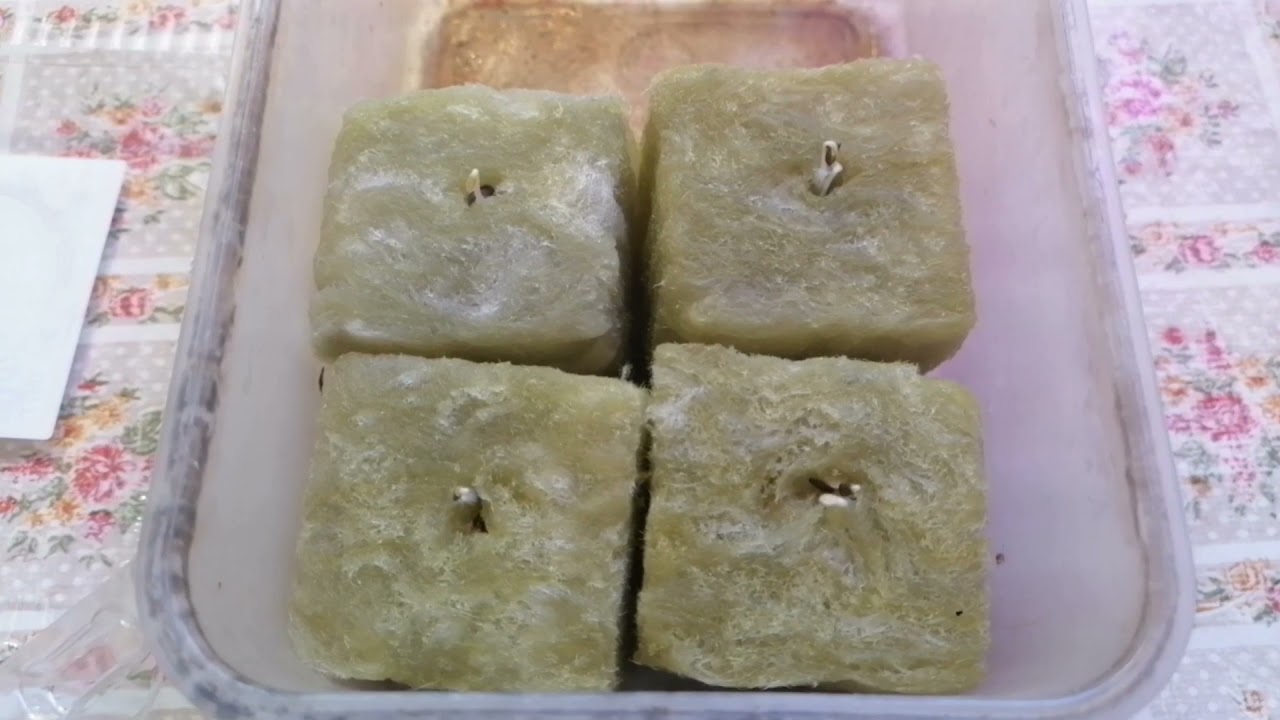 Выращивание рассады салата в минеральной вате