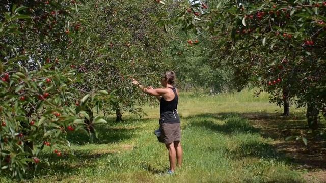 Cherry Picking смотреть онлайн