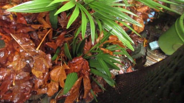 Chamaerops humilis palms don't mind cool Autumn rain смотреть онлайн