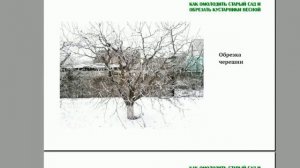 Обрезка и омоложение черешни. Как омолодить и обрезать деревья. Часть 9 ©