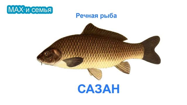 Речная рыба для детей