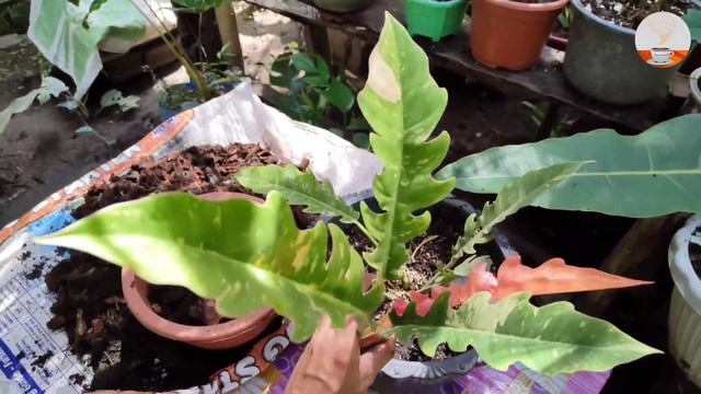 How to Propagate PHILODENDRONS [Stem Cuttings] Fast and Easy! 💯 смотреть онлайн