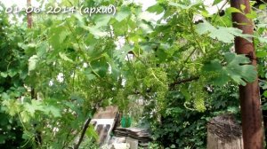 Цветение винограда, почему виноград нельзя поливать во время цветения