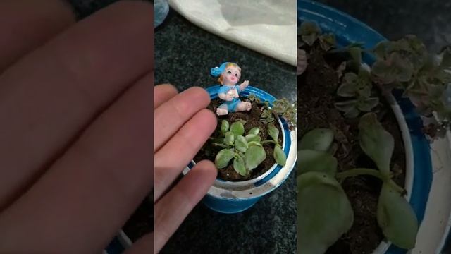 Cotyledon Variegata Variegata...FRIO?❄️❄️