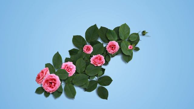 С Днём учителя! /футаж/