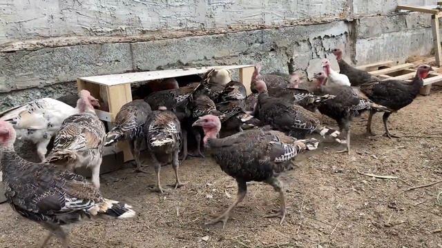 Индюкам почти 3 месяца. Содержание Индюков в загоне на улице.