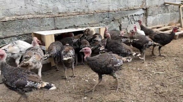 Индюкам почти 3 месяца. Содержание Индюков в загоне на улице.