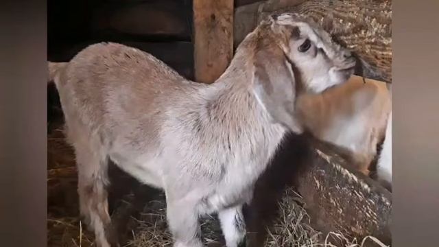 С чего всё начиналось) Мои ручные козочки..С чего мы начинали своё хозяйство! смотреть онлайн