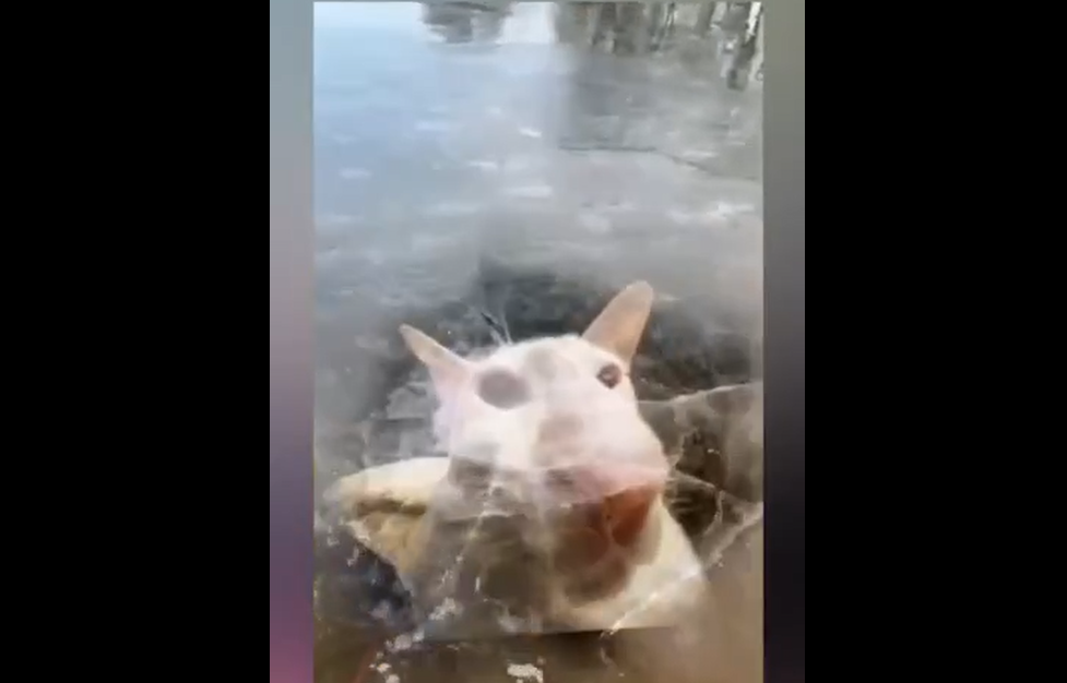 Фейк или реальность? смотреть онлайн