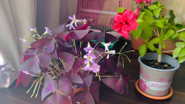 Гибискус Розовый Махровый Уход и его Цветение смотреть онлайн