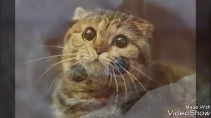 || ТАНЕЦ РУК || соку соку бачи бачи ||