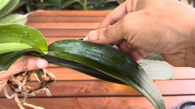 Bí quyết trồng lan dễ này! Hoa nở nhiều và không thối rễ смотреть онлайн
