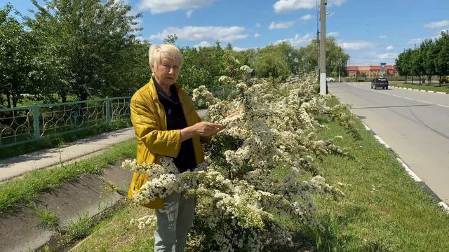 Цветение пираканты. На улицах нашего города / Сад Ворошиловой смотреть онлайн