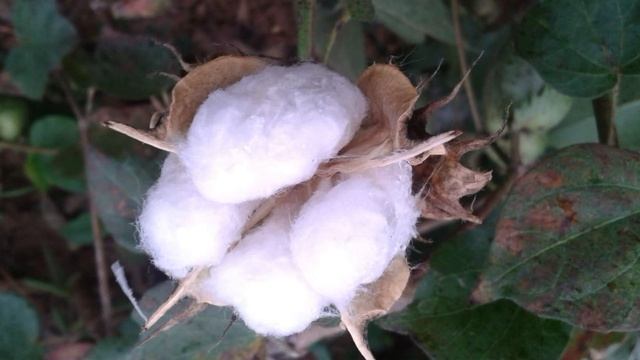 Algodoeiro ( Gossypium Herbaceum ) serve para aumentar a produção de leite materno смотреть онлайн