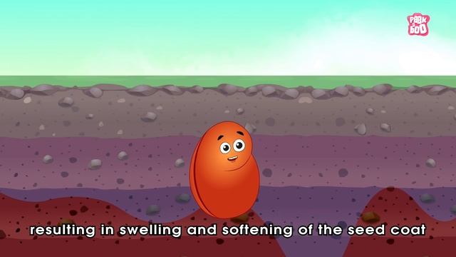 What Is Seed Germination? | SEED GERMINATION | Plant Germination | Dr Binocs Show | Peekaboo Kidz смотреть онлайн