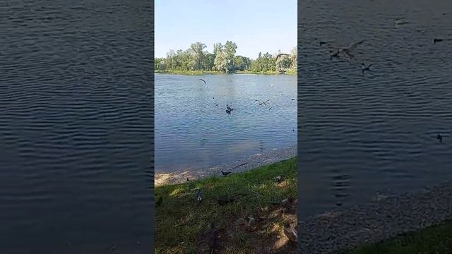 птицы чайки чайка голуби голубь голубка птахи пташки птички птица много птиц птичий базар парк лето смотреть онлайн