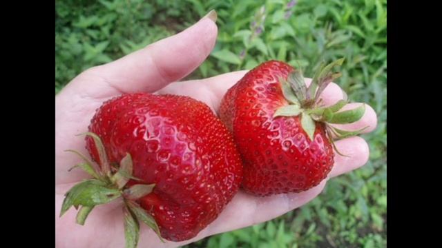 Топ сортов клубники. Лучшие крупноплодные сорта клубники смотреть онлайн
