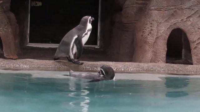 Пингвины 18.10.17 смотреть онлайн