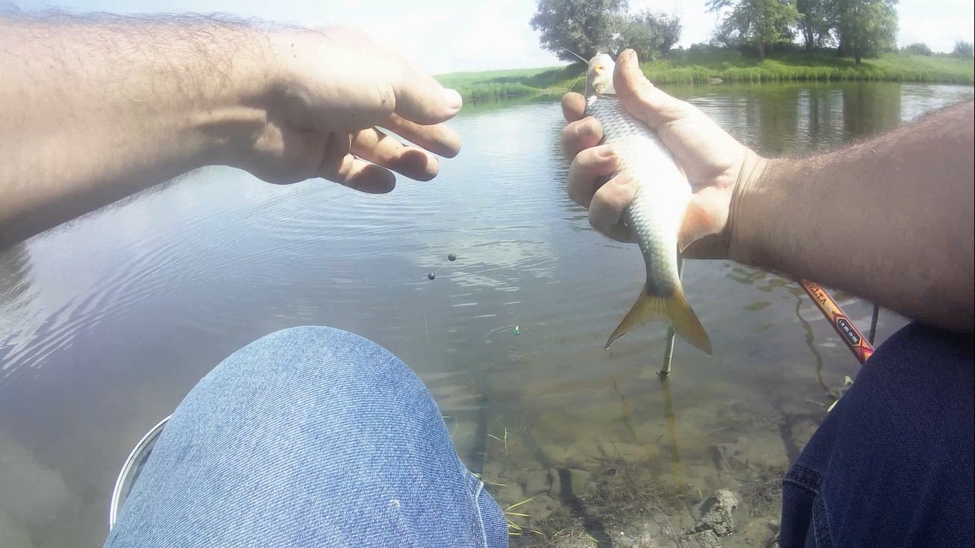 Крупная плотва на протоке талой 2021 смотреть онлайн