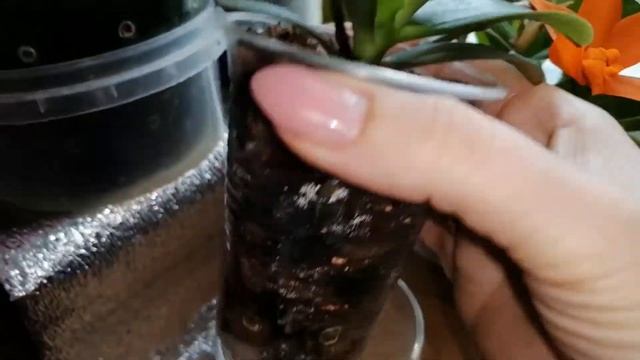 Phal. Sogo Gotris Peloric