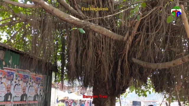 Ficus benghalensis | Banyan Tree смотреть онлайн