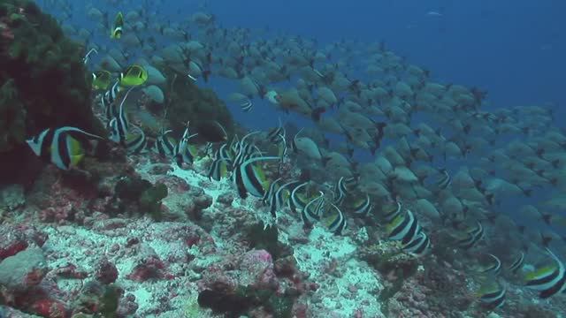 Расслабляющая музыка смотреть онлайн