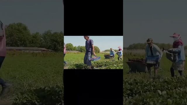 Ферма-дом "Клубника на Кубани" смотреть онлайн
