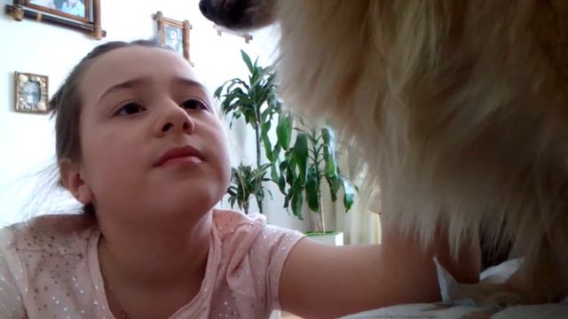 Меремь температуру моей собаке смотреть онлайн