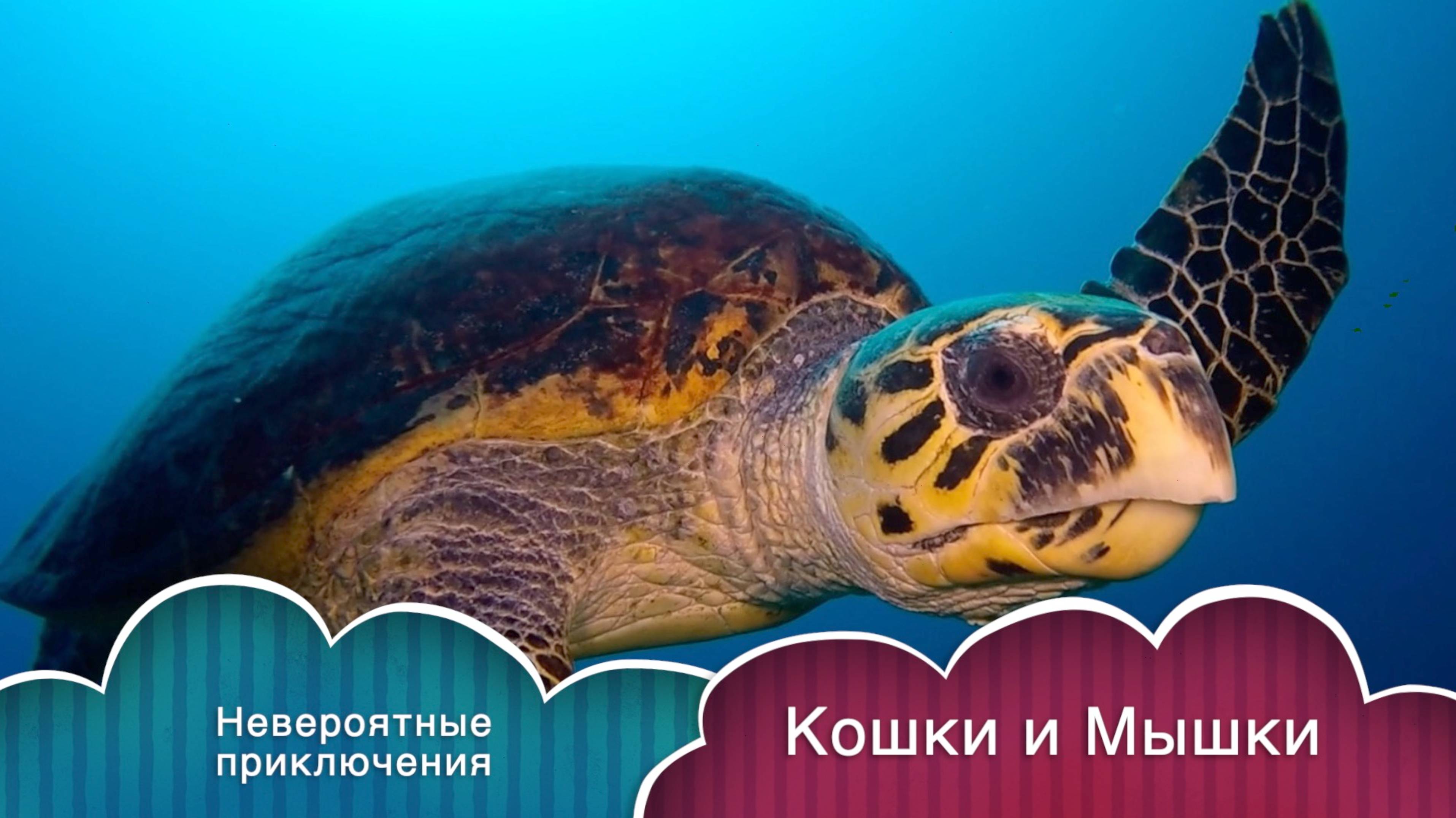 Невероятные приключения Кошки и Мышки смотреть онлайн