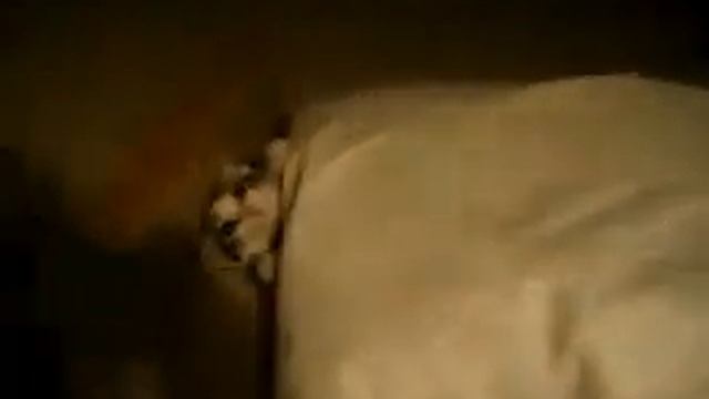Как уложить котика спать :) смотреть онлайн