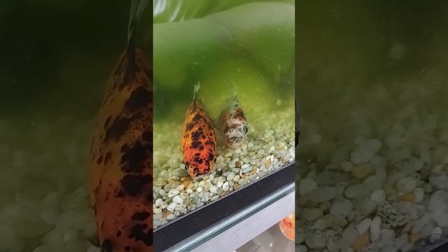 Have you ever seen how fish slept?Ты когда нибудь видел как рыбы спят? смотреть онлайн