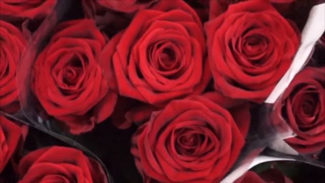 Купить розу Ред Наоми Red Naomi в Минске смотреть онлайн