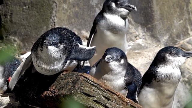 Amazing Wild Animal World: Snakes, Eagles, Crocodile Bats смотреть онлайн