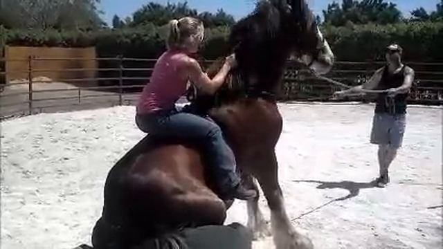 Amazing Ride of an unbroke 2 year old Clydesdale смотреть онлайн