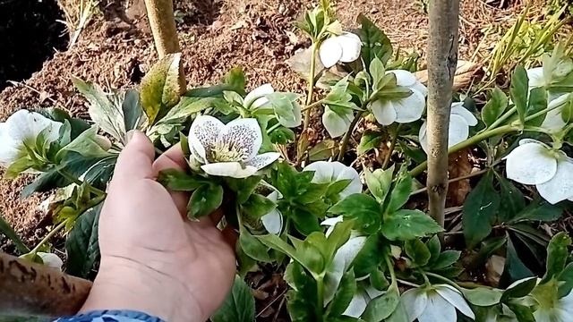 СРОКИ ЦВЕТЕНИЯ растений. Апрель. Краски сада. смотреть онлайн