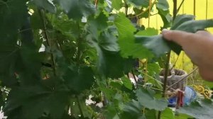 Сильнорослые сорта винограда