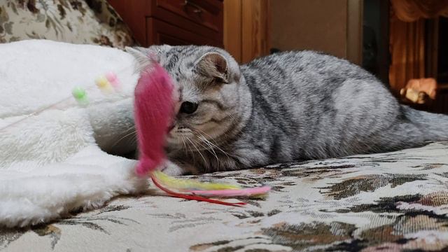 Кася-охотник!