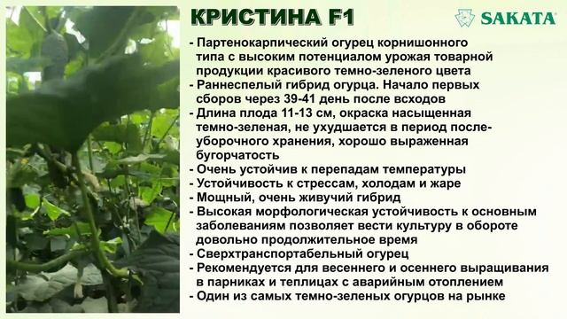 КРИСТИНА F1 - Сверхустойчивый красивый темно-зеленый огурец (05-05-2018) смотреть онлайн