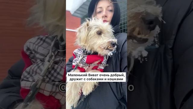 Виват замерзает в приюте, рост 30 см.Его бросили хозяева. Спасите малыша 89055523195 #приютщербинка смотреть онлайн