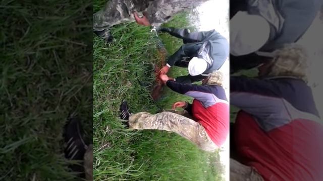 Рыбалка в Астраханской обл., на р.Бузан (Сазан) смотреть онлайн