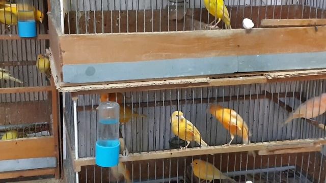 Молодые кенари начинают петь смотреть онлайн