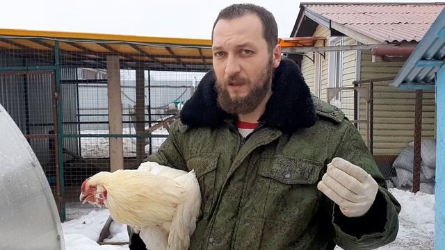 Гилянская курица белая смотреть онлайн