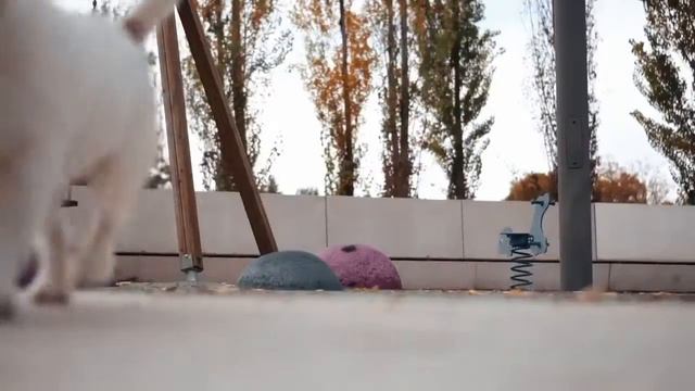 Собака пробует лакомства Serrano Snacks из испанского хамона смотреть онлайн